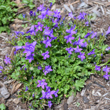 CAMPANULA CLOCKWISE DEEP BLUE