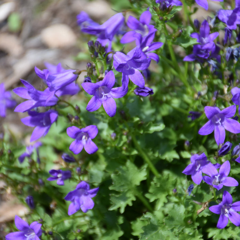 CAMPANULA CLOCKWISE DEEP BLUE