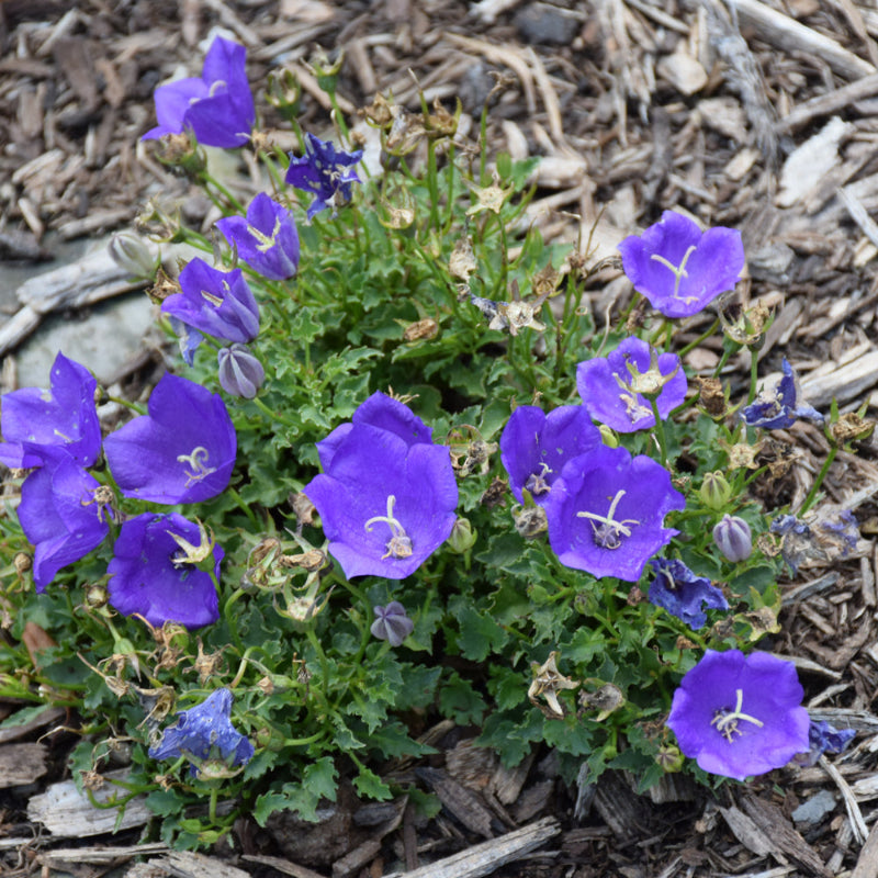 CAMPANULA PEARL DEEP BLUE