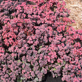 SEDUM PLUM DAZZLED