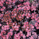 SEDUM PLUM DAZZLED