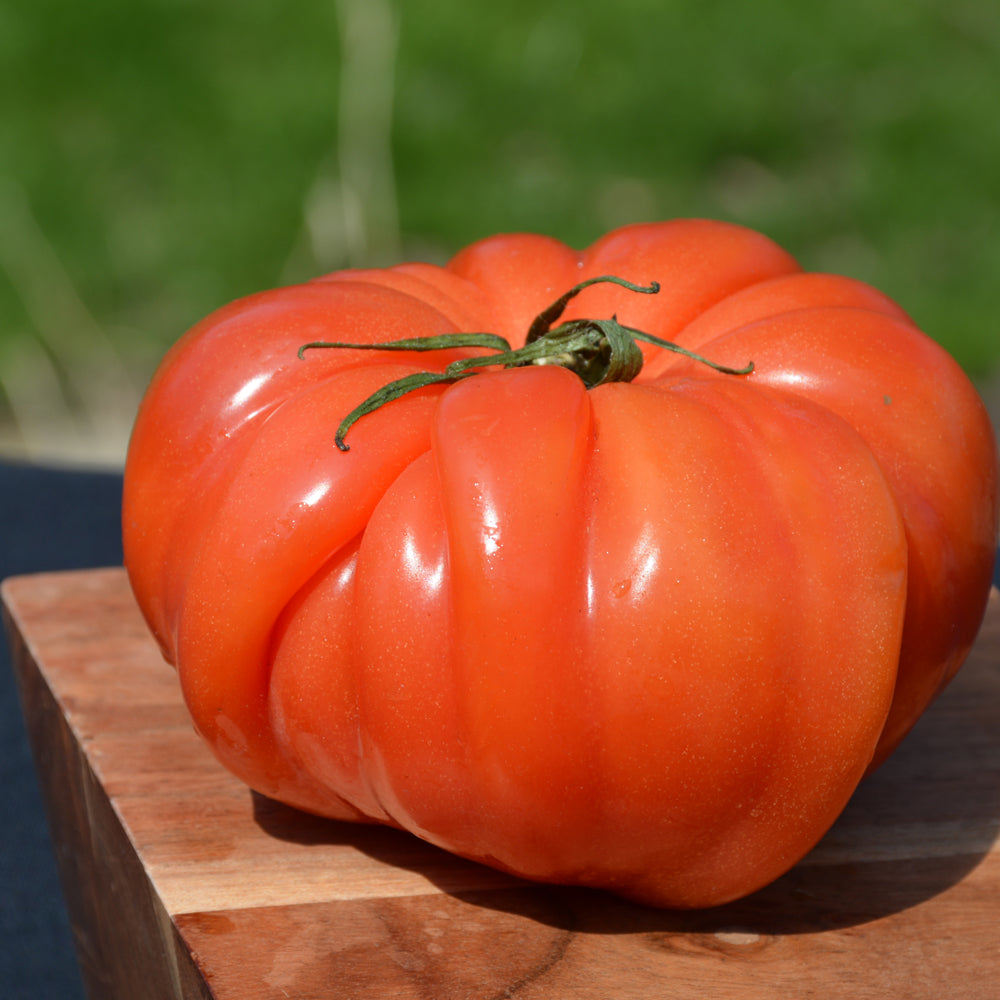 Seed - Tomato Costoluto Genovese