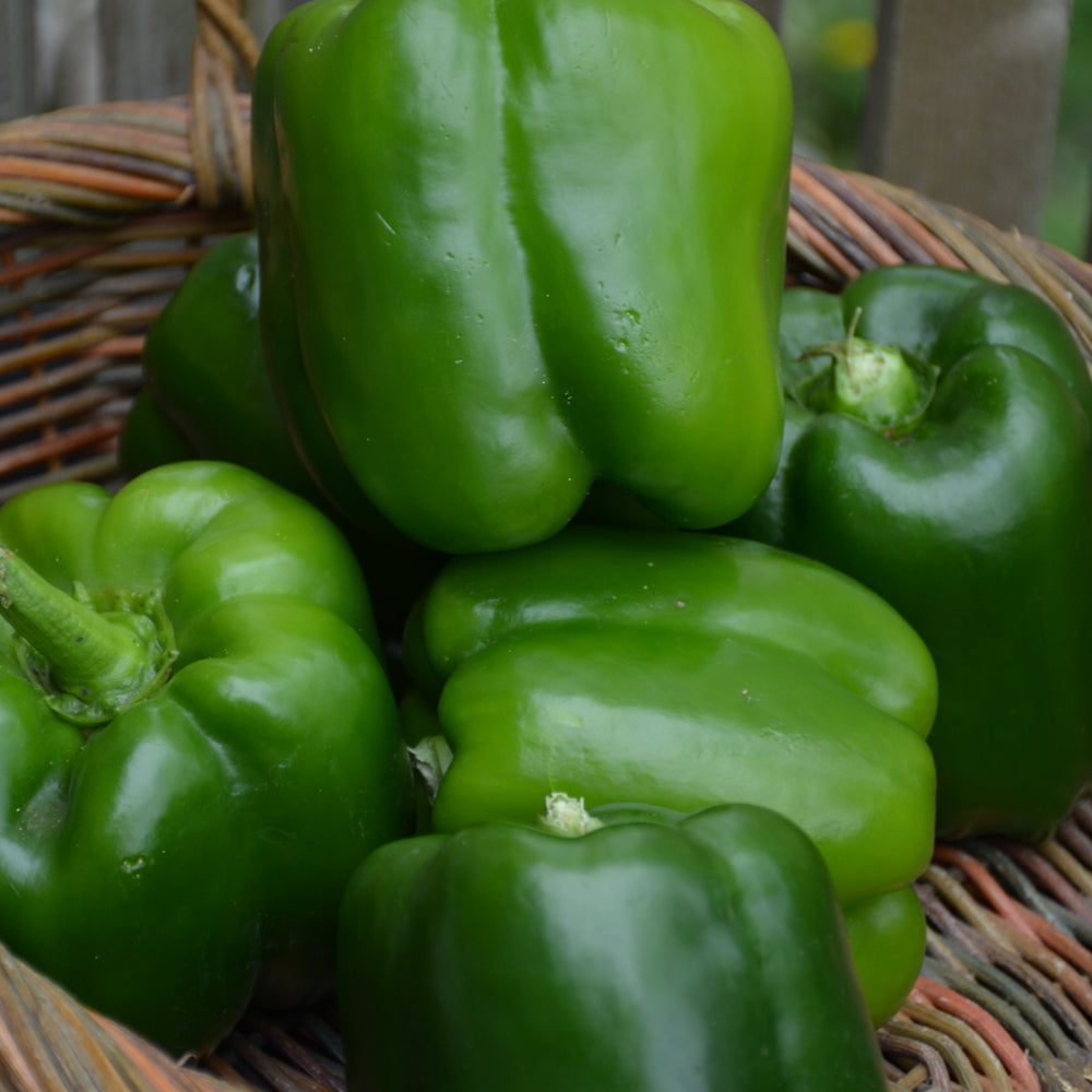 Organic Seed- Peppers California Wonder