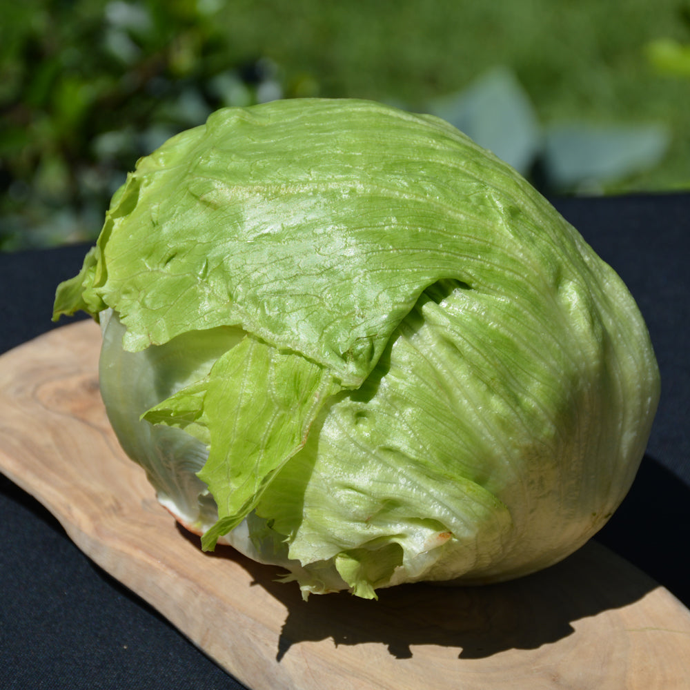 Seed- Head Lettuce Iceberg