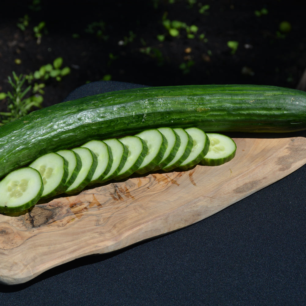 Seed- Slicing Cucumber Burpless Hybrid