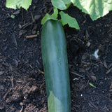 Seed- Slicing Cucumber Straight Eight