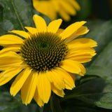 ECHINACEA SOMBRERO SUMMER SOLSTICE