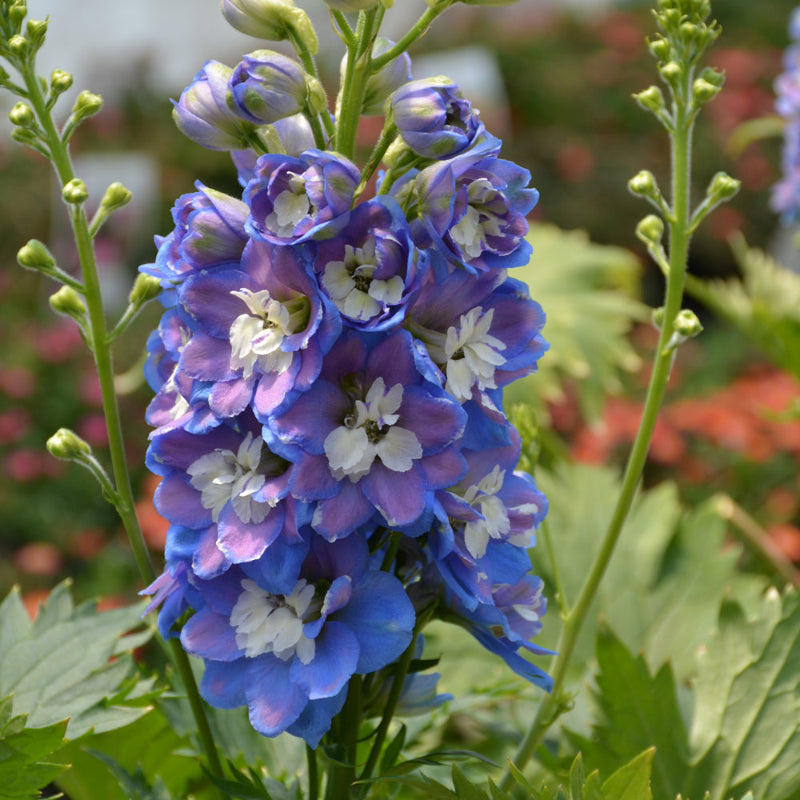 DELPHINIUM AURORA BLUE