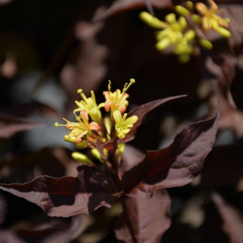 HONEYSUCKLE FIREFLY NIGHTGLOW