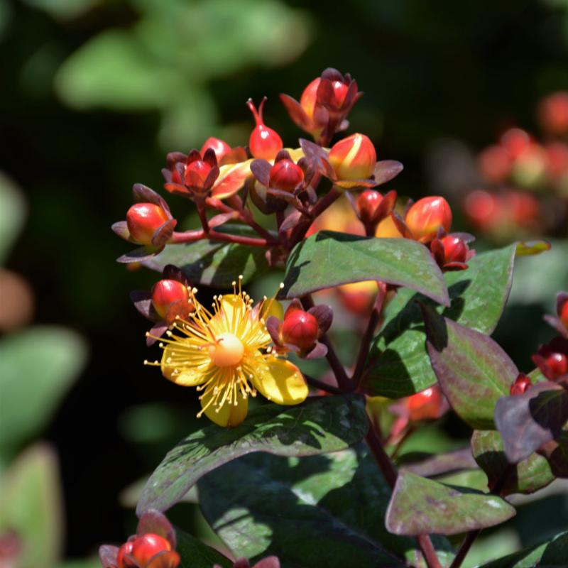 ST JOHNS WORT MAGICAL MIDNIGHT GLOW