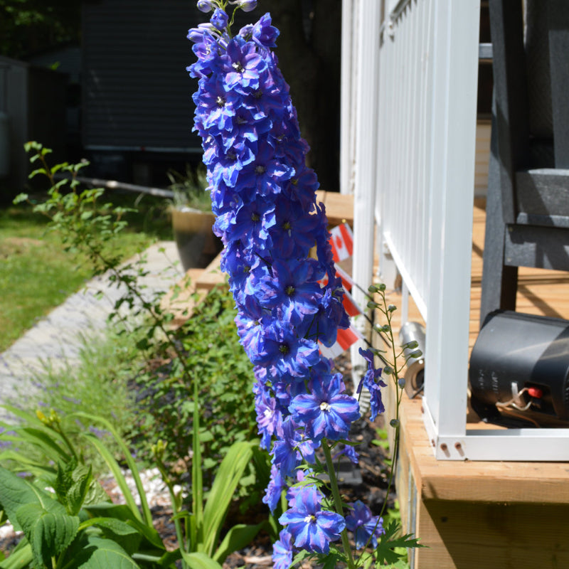 DELPHINIUM MILLION DOLLAR BLUE