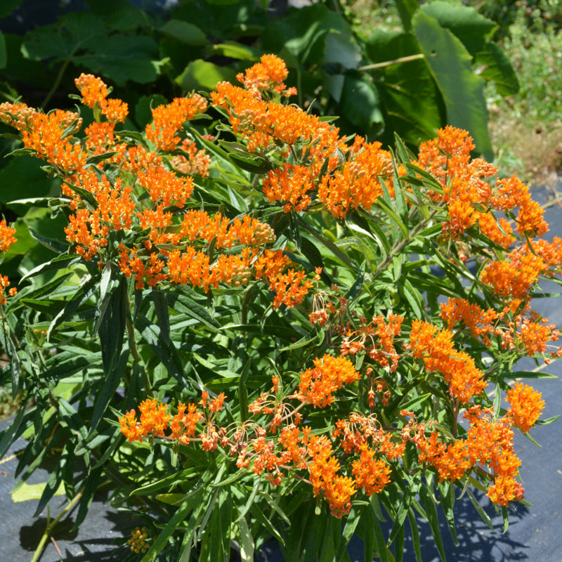 ASCLEPIAS TUBEROSA