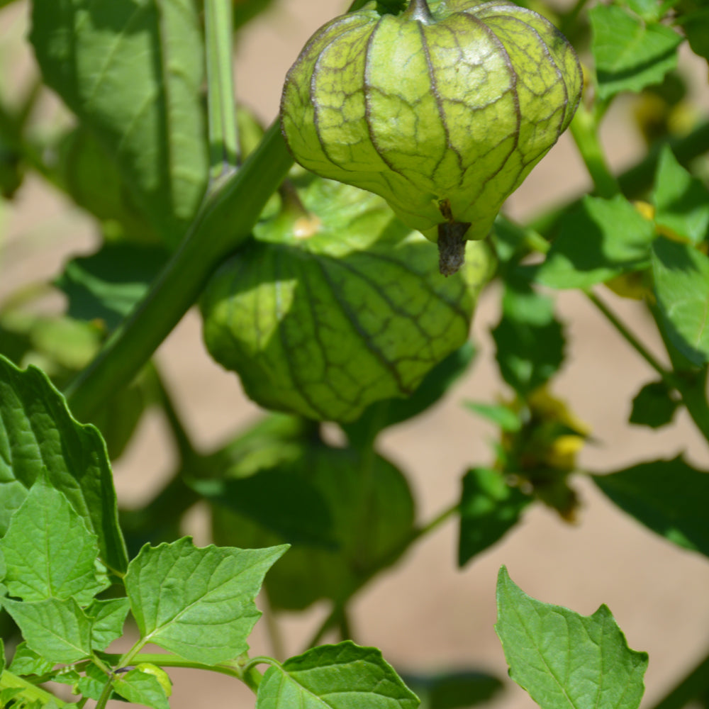 Seed - Tomatillo Toma Verde