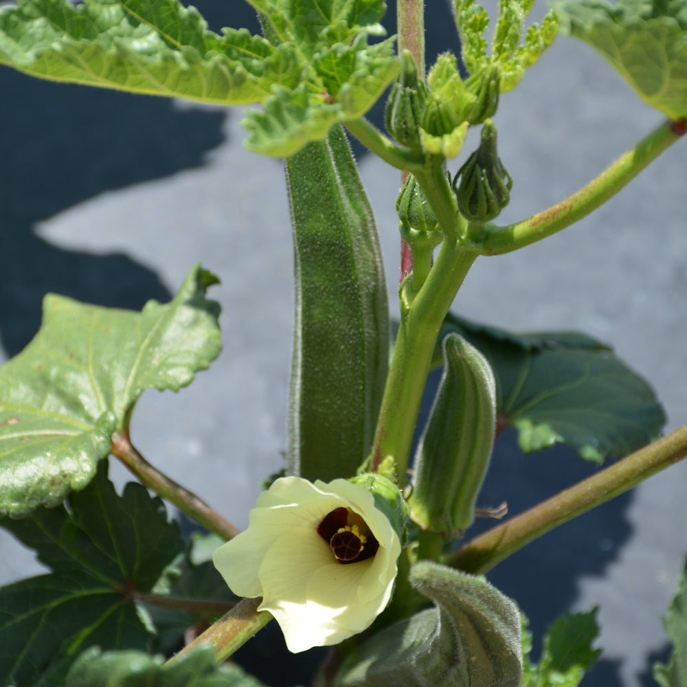 Organic Seed- Okra Clemson Spineless