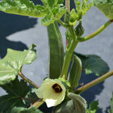 Organic Seed- Okra Clemson Spineless