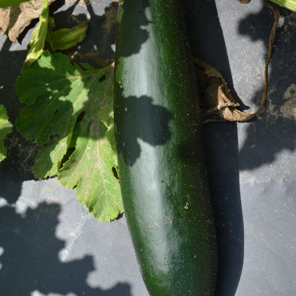 Organic Seed- Zucchini Dark Green