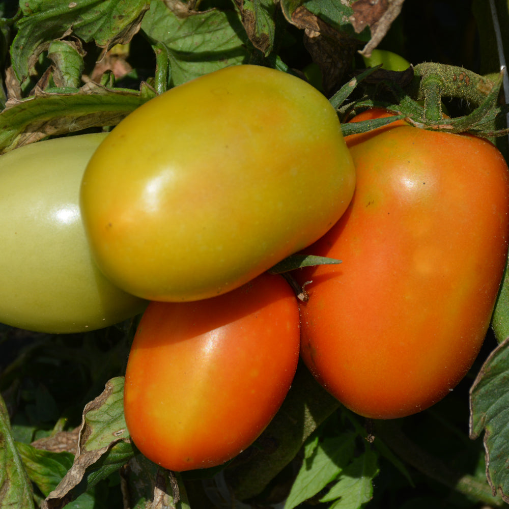 Seed - Tomato Roma VF