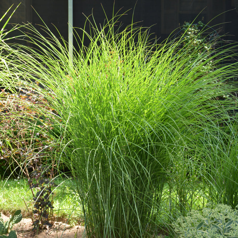 MISCANTHUS GRACILLIMUS