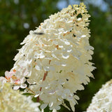 HYDRANGEA VANILLA STRAWBERRY STANDARD