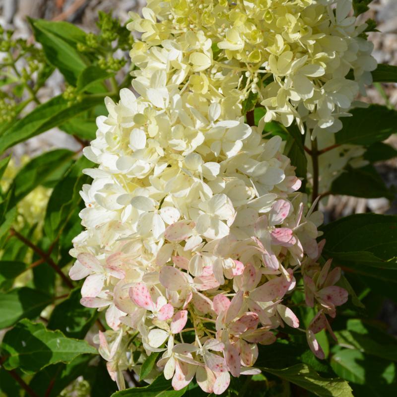 HYDRANGEA ZINFIN DOLL