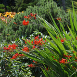 CROCOSMIA LUCIFER