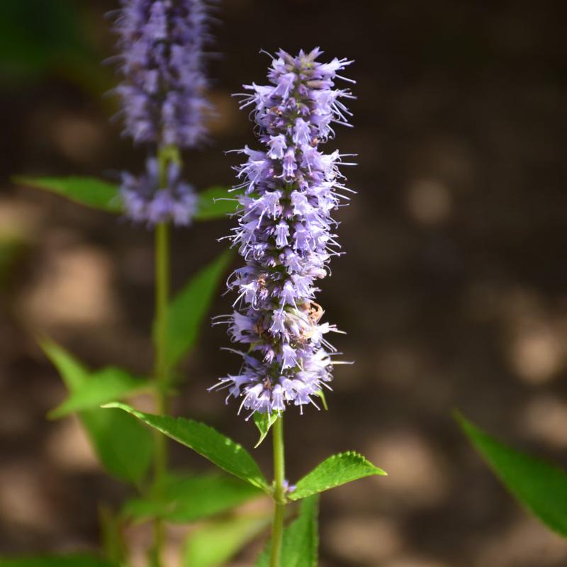 AGASTACHE BLUE FORTUNE