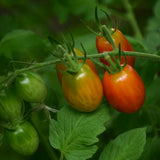 Seed- Tomato Sweet Million Hybrid