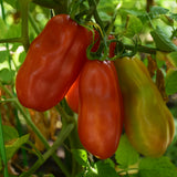 Seed- Tomato San Marzano