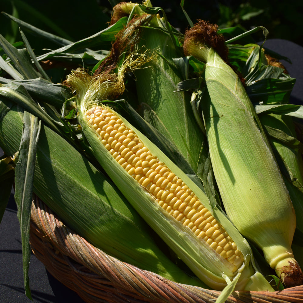 Seed- Sweet Corn Golden Bantam