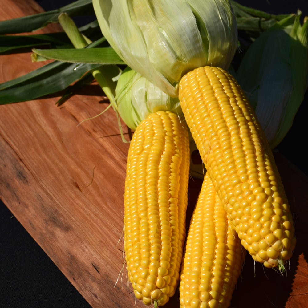 Seed- Sweet Corn Bodacious