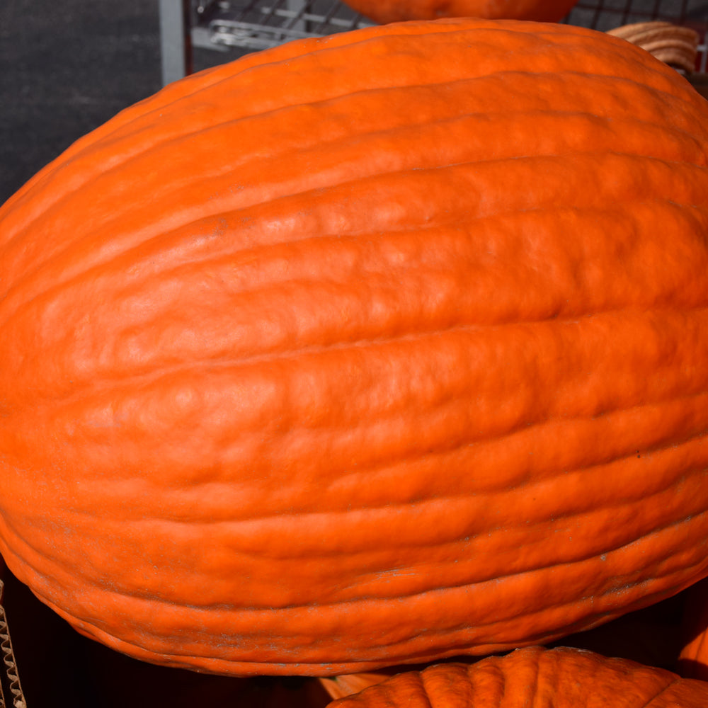 Seed- Pumpkin Big Max