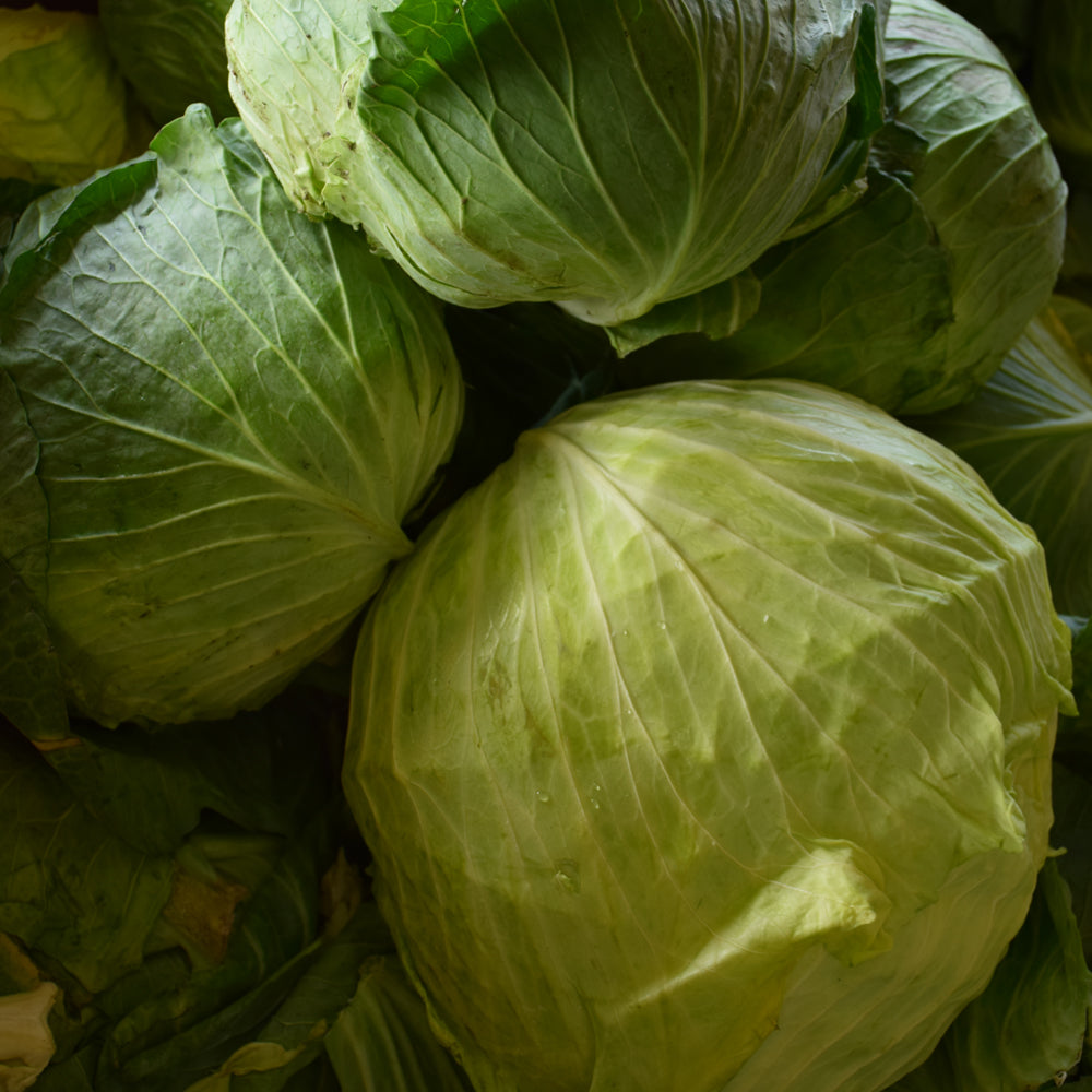 Seed - Cabbage Late Flat Dutch