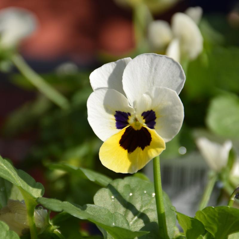 VIOLA SORBET LEMON ICE BLOTCH