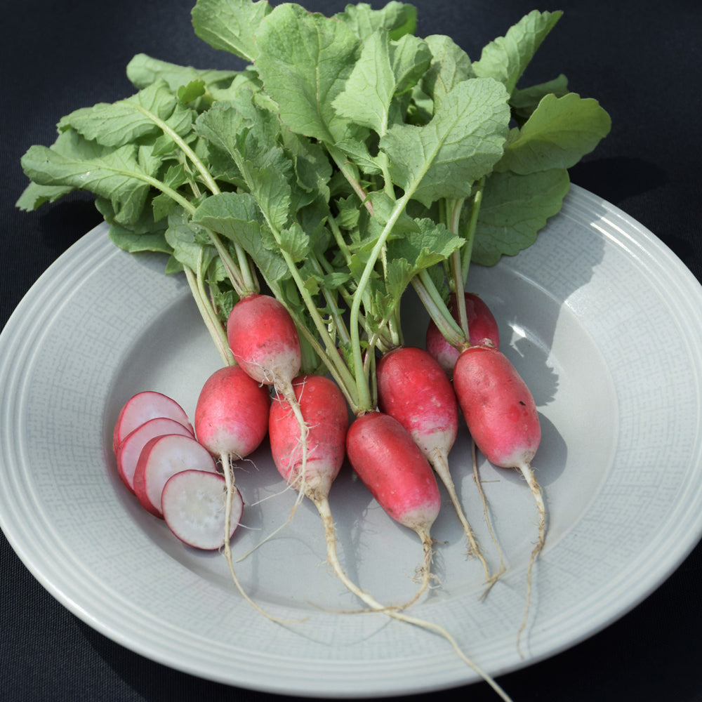 Seed- Summer Radish French Breakfast