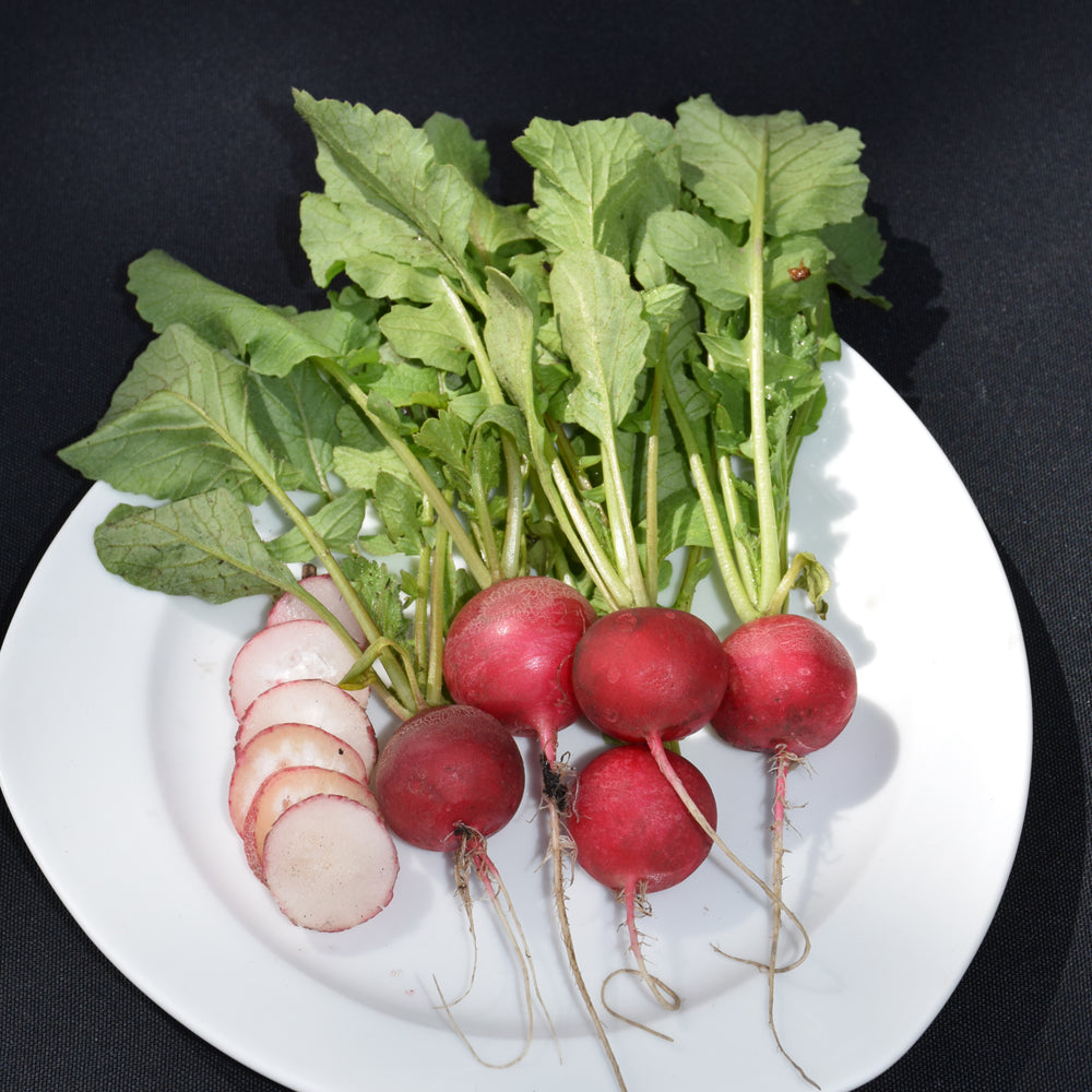 Organic Seed - Radish Cherry Belle