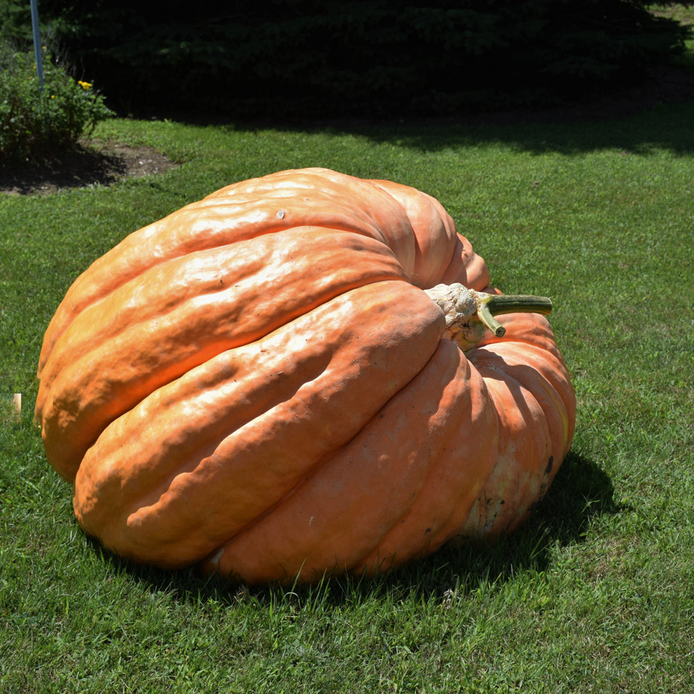 Seed- Giant Pumpkin Atlantic Giant