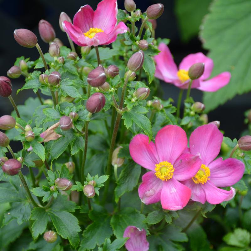 ANEMONE RED RIDING HOOD