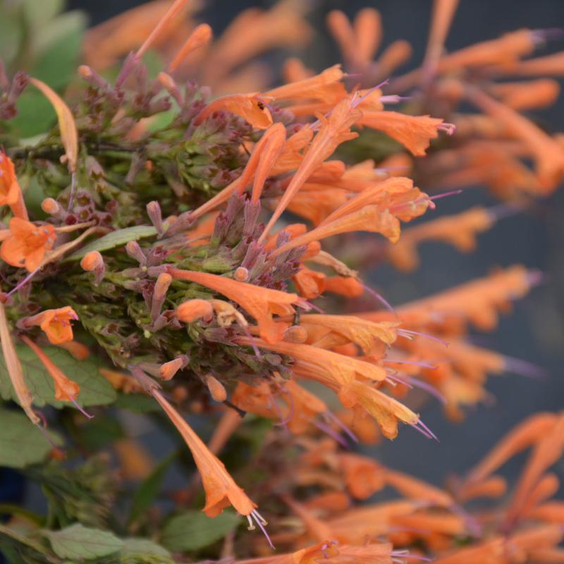 AGASTACHE KUDOS MANDARIN