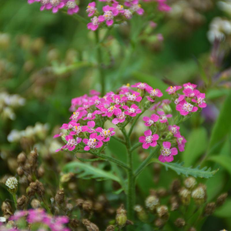 ACHILLEA MILLY ROCK ROSE