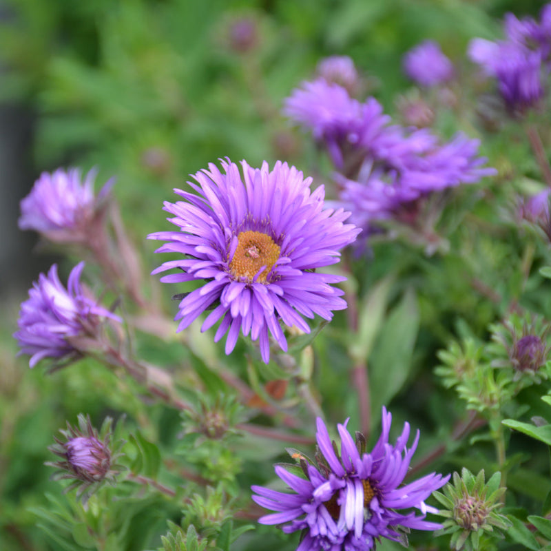 ASTER GRAPE CRUSH