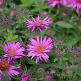 ASTER PINK CRUSH