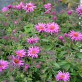 ASTER PINK CRUSH