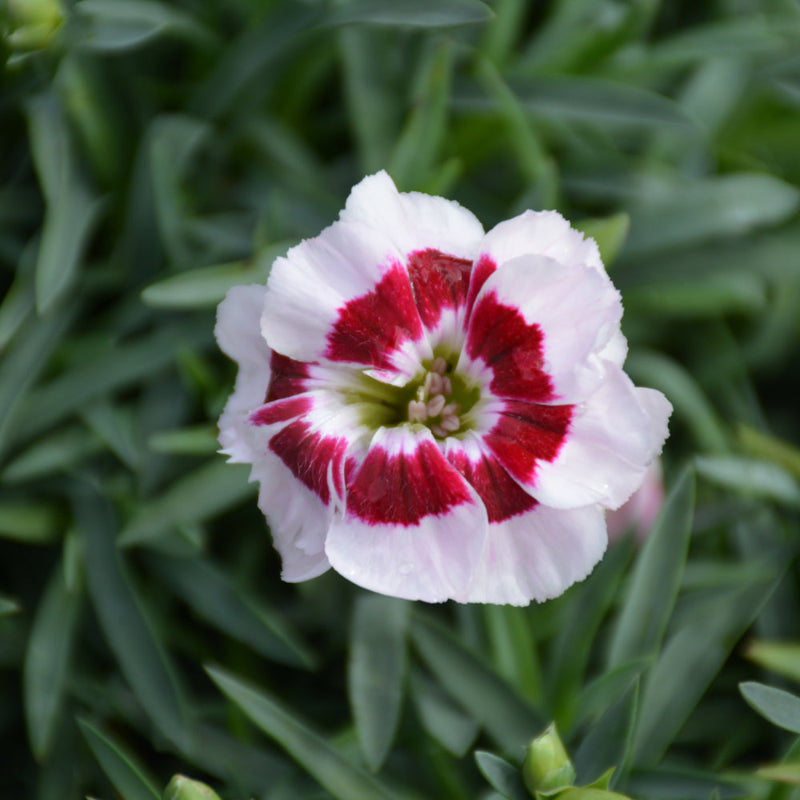 DIANTHUS KISS & TELL