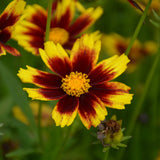 COREOPSIS GOLDEN STARDUST