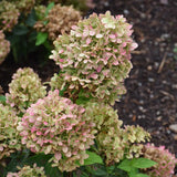 HYDRANGEA LITTLE LIME