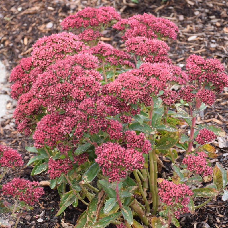 SEDUM MUNSTEAD DARK RED