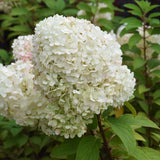 HYDRANGEA BOBO