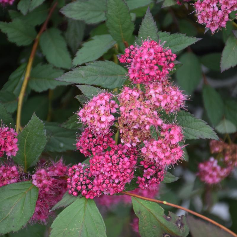 SPIREA DOUBLE PLAY PINK