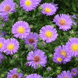 ASTER KICKIN LILAC BLUE