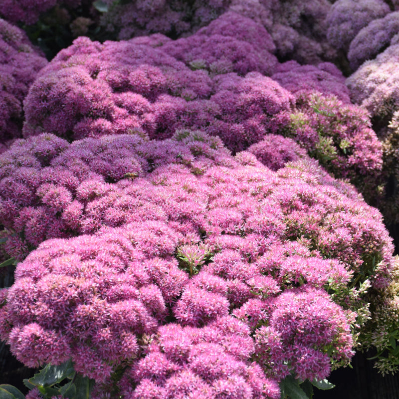 SEDUM POWDERPUFF